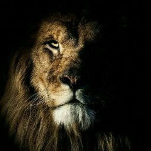 Meet your Posher, Dongrc